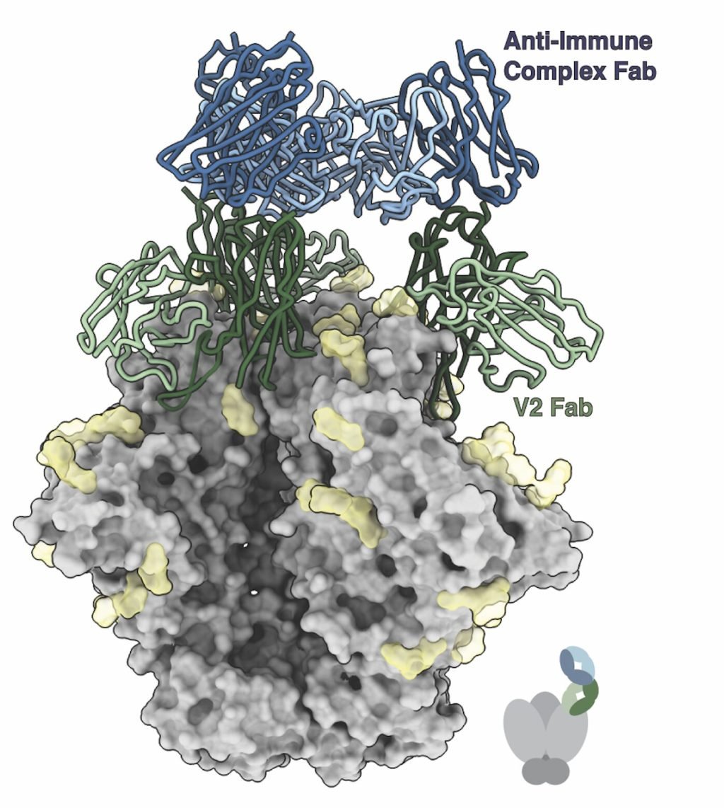 HIV vaccines can lead to antibodies against antibodies