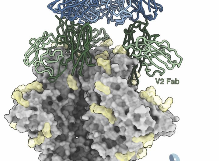 HIV vaccines can lead to antibodies against antibodies