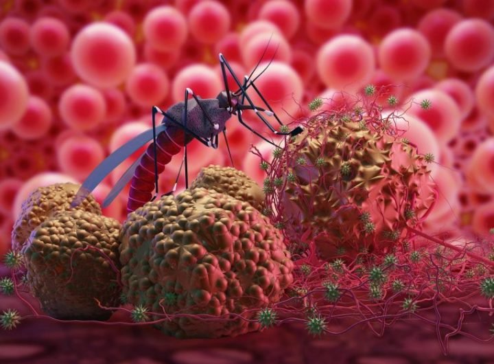 Zika Malaria Mosquito Virus Concept