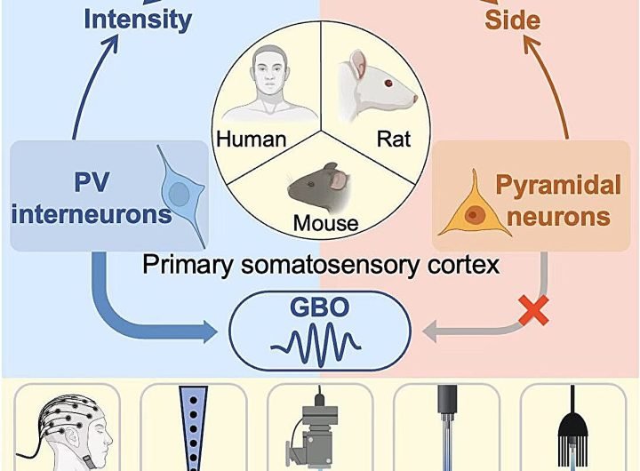 How does the brain encode pain? Scientists uncover neuronal mechanisms in the cortex