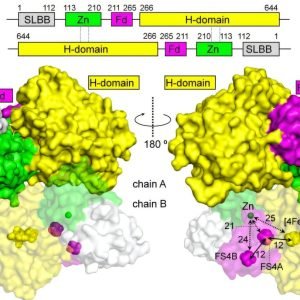 How nature optimizes hydrogen-producing biocatalysts