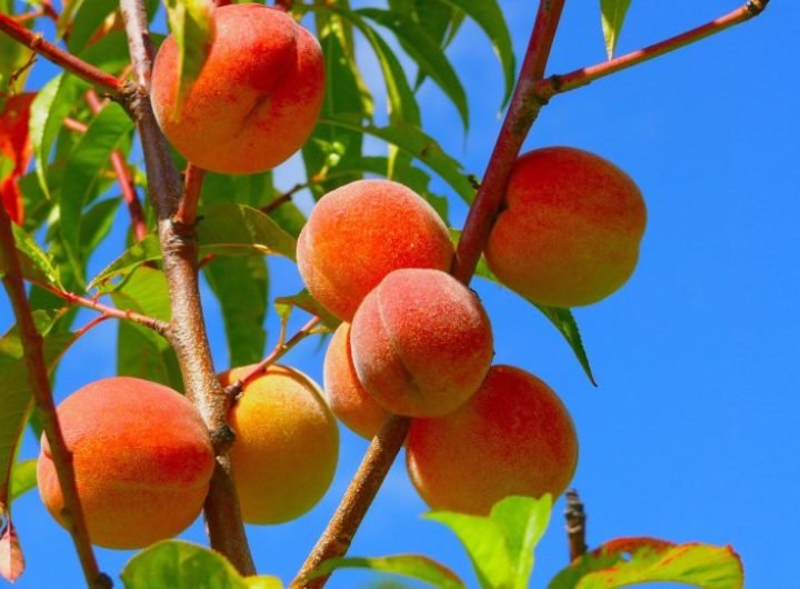 Peaches on Tree