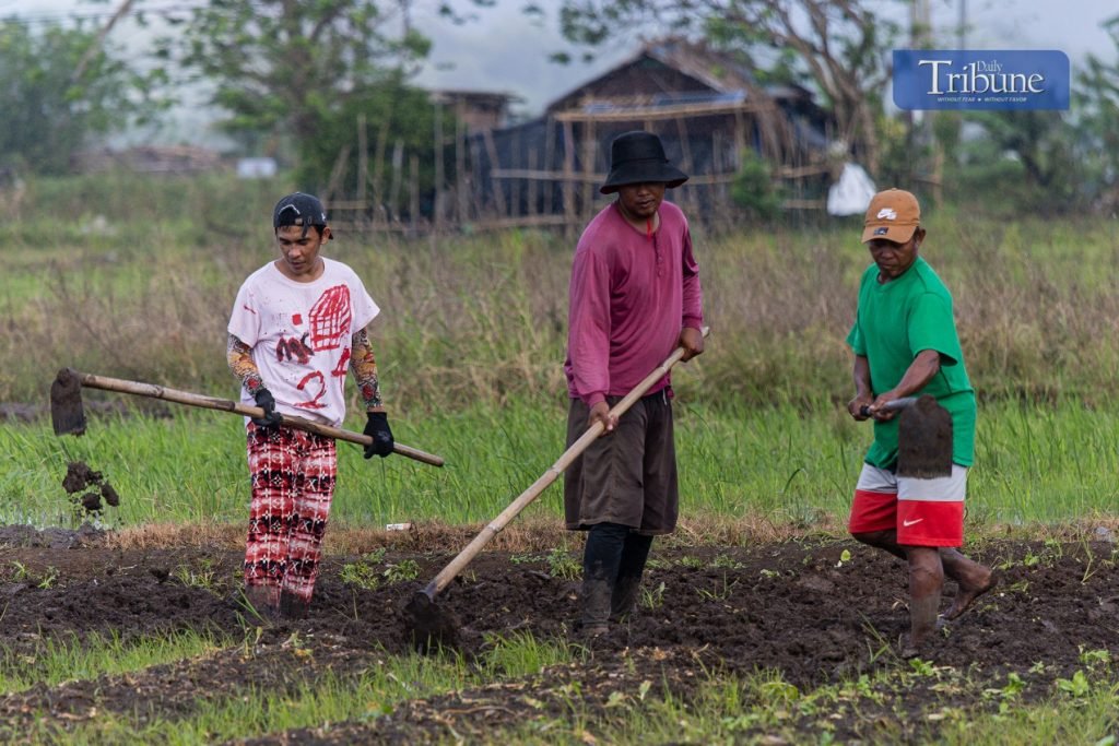 LOOK: Despite light rain, farmers continue to cultivate land in preparation for planting crops like spring onions and pechay in Sulib, Pangil, Laguna,