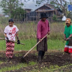 LOOK: Despite light rain, farmers continue to cultivate land in preparation for planting crops like spring onions and pechay in Sulib, Pangil, Laguna,