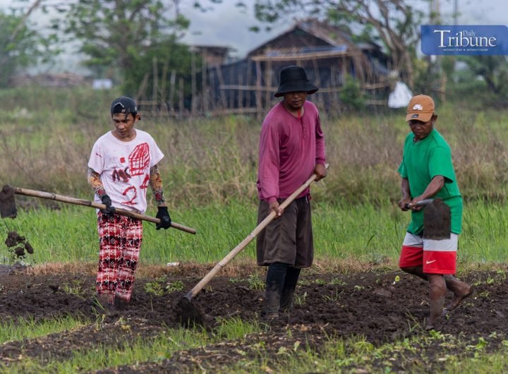 LOOK: Despite light rain, farmers continue to cultivate land in preparation for planting crops like spring onions and pechay in Sulib, Pangil, Laguna,