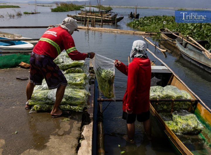 LOOK: Two men unload bundles of freshly harvested kangkong (water spinach) in a riverside area in Nakpil, Laguna on Saturday, 18 January 2025. | via J