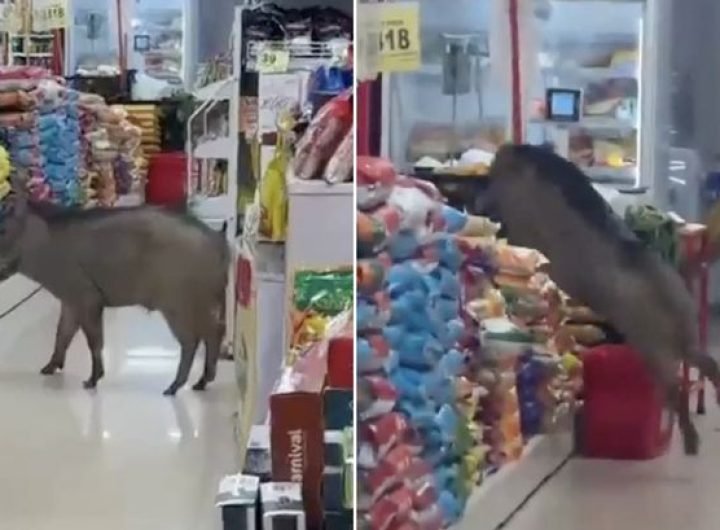 Moment wild boar rampages through supermarket as terrified shoppers run for cover