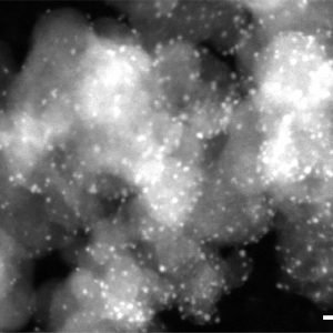 New copper catalyst offers green alternative to fossil-fuel-based processes