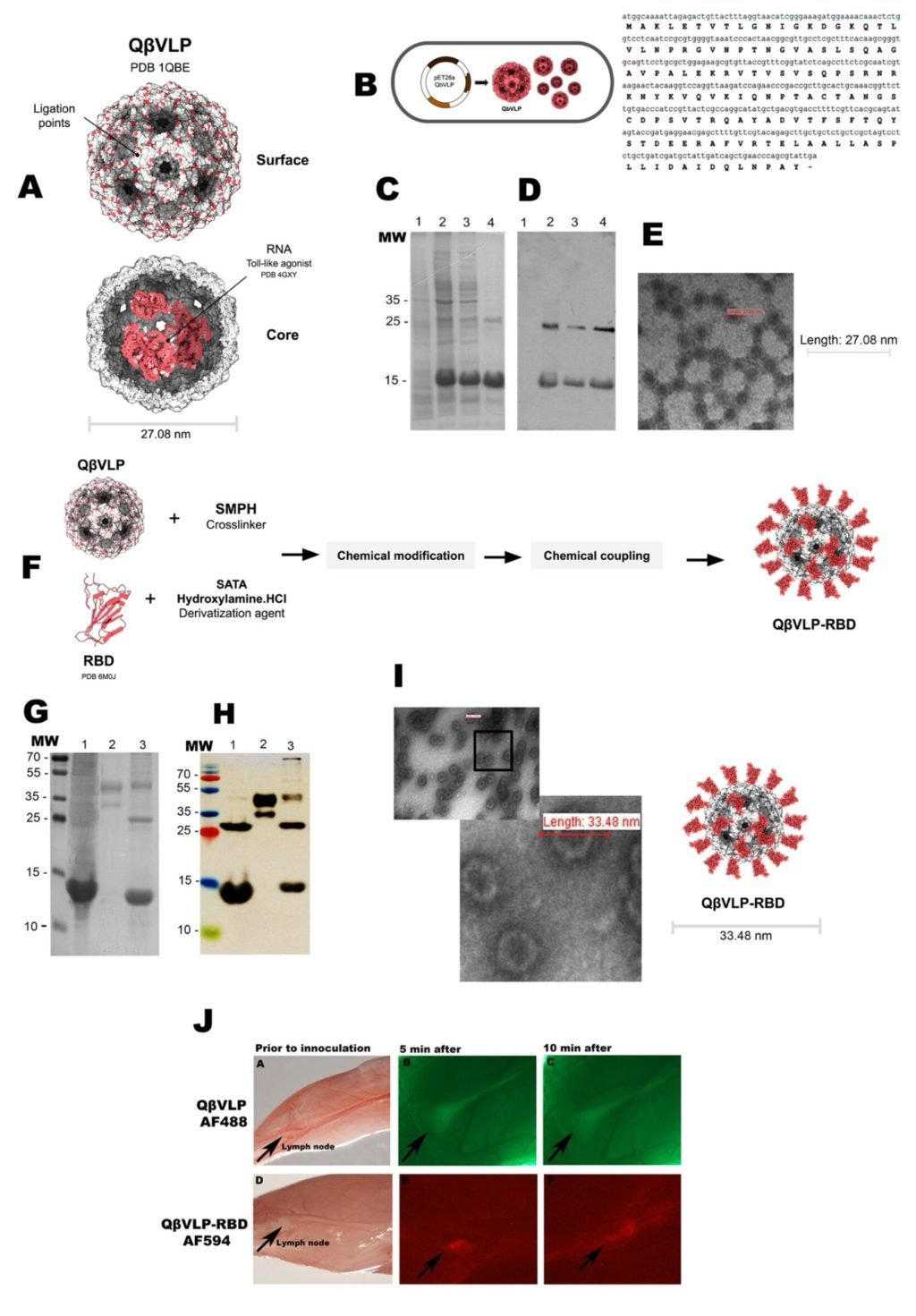 Next-generation COVID-19 vaccine presents promising results in mice