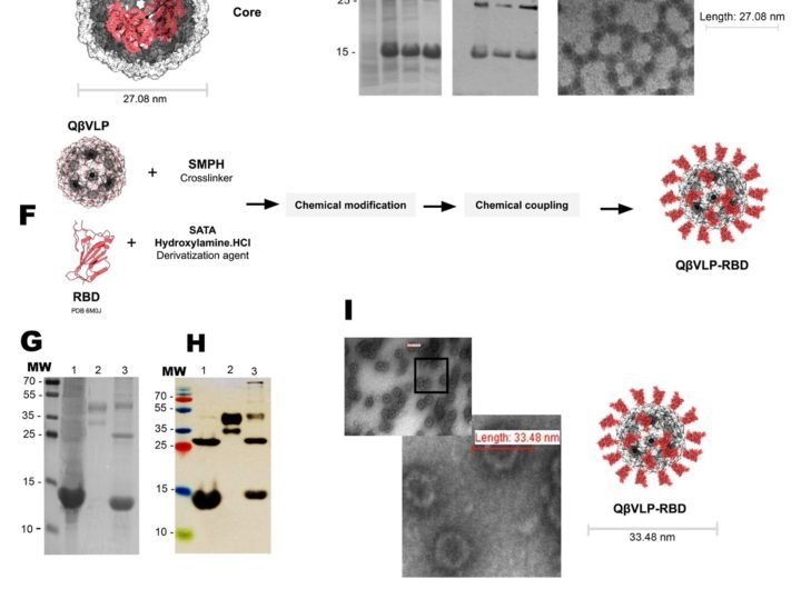 Next-generation COVID-19 vaccine presents promising results in mice