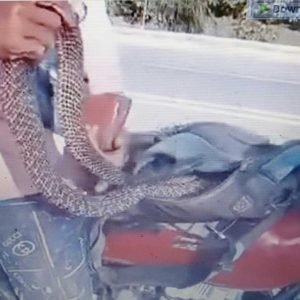 Nine King Cobras Seized at M'lang Checkpoint in Cotabato