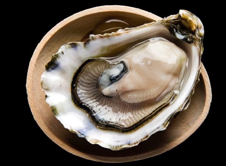 Oyster Blood Could Be Vital in The Fight Against Superbugs : ScienceAlert