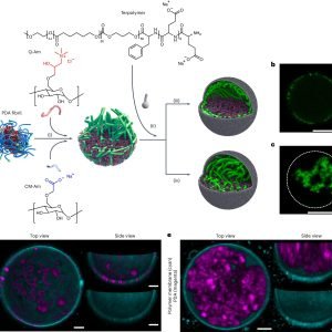 Polymer-based network gives artificial cells a life-like cytoskeleton