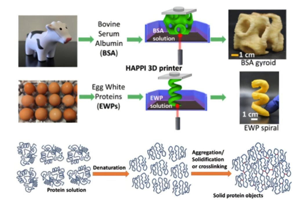 Protein denaturation provides a path toward more sustainable 3D printing of photoresins