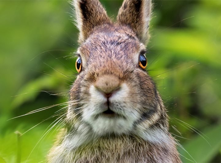 'Rabbit Fever' in Humans Has Surged in The Last Decade, CDC Reports : ScienceAlert