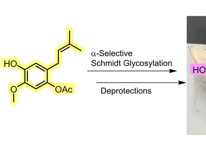 Researchers report the first-ever total synthesis of a promising mushroom-derived compound