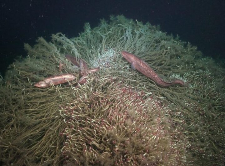 Cusk Eels Swim Around a Tubeworm Mound