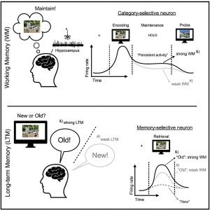 Single-neuron mechanism may bridge gap between working memory and long-term memory