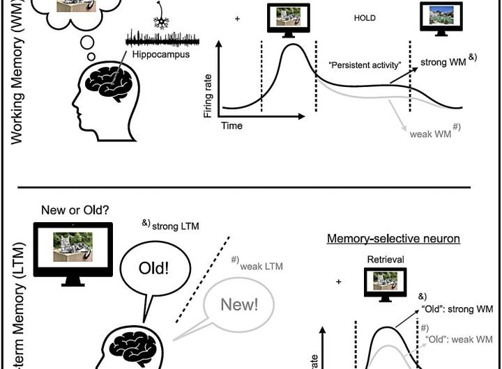 Single-neuron mechanism may bridge gap between working memory and long-term memory