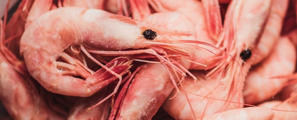 Study Finds Microplastics Are Widespread in Popular Seafoods : ScienceAlert