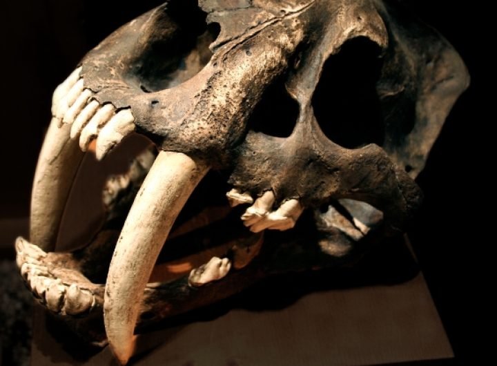 Study Reveals Why Saber Teeth Evolved Repeatedly in Prehistoric Predators : ScienceAlert