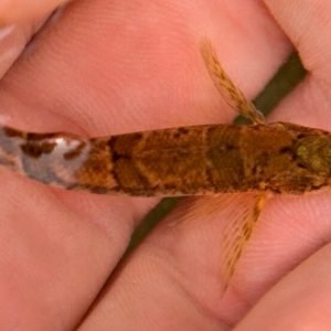 This Tiny Fish’s Mistaken Identity Halted a Dam’s Construction