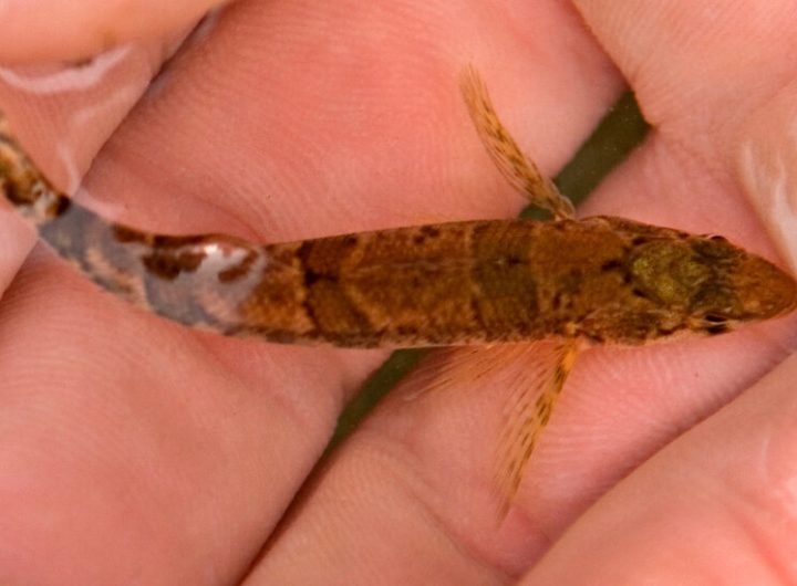 This Tiny Fish’s Mistaken Identity Halted a Dam’s Construction