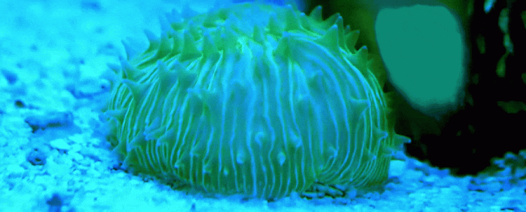 gif shows a small round coral, with green highlights in blue light, sliding across the ground in time lapse