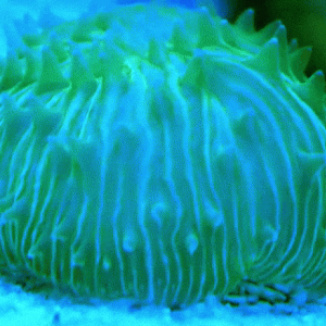 gif shows a small round coral, with green highlights in blue light, sliding across the ground in time lapse