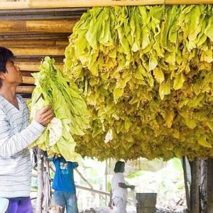 Tobacco leaf production rises 7.45% in 2024