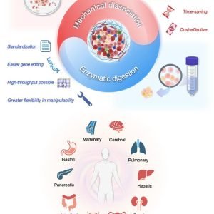 Unraveling the impact of solid tumor dissociation methods