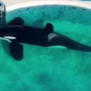 'World's loneliest orca' has 'bent body' after 32 YEARS trapped in tiny pool as vid shows killer whale lying motionless